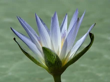 800px-Nymphaea caerulea flower