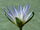 800px-Nymphaea caerulea flower.JPG