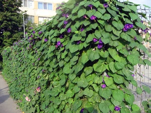 Ipomoea purpurea