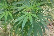 Cannabis sativa00