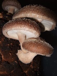 450px-Shiitakegrowing.jpg