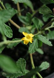 416px-Tunera diffusa 2.jpg