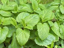 Melissa officinalis01.jpg