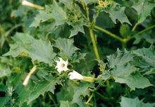 Datura stramonium 2000