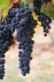 397px-Wine grapes03.jpg
