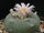 582px-Lophophora williamsii Blüte.JPG