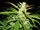 Cannabis sativa-flowering phase side.jpg