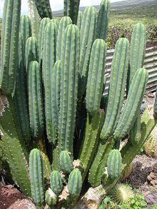 450px-Starr 070320-5799 Echinopsis pachanoi