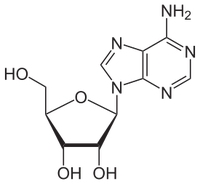 Adenosin