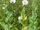 Papaver somniferum white full.jpeg