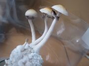 Psilocybe cubensis in bottle