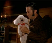 Bringing Fifi to the homestead