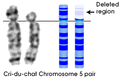 Shows the deleted region on chromosome 5