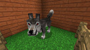 New wolf model