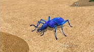 Cretaceous Blue Ground Beetle