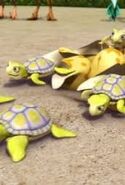 Sea turtles