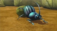 Dung Beetle