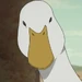 Duck (NK)