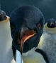 NOAH.jpg (19 kB) Noé em Happy Feet: O Pinguim e Happy Feet 2: O Pinguim