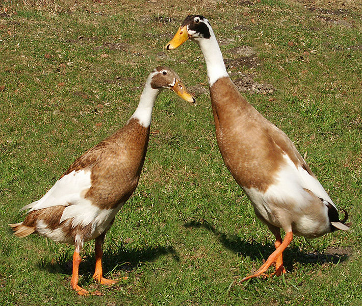 Ancona duck - Wikipedia