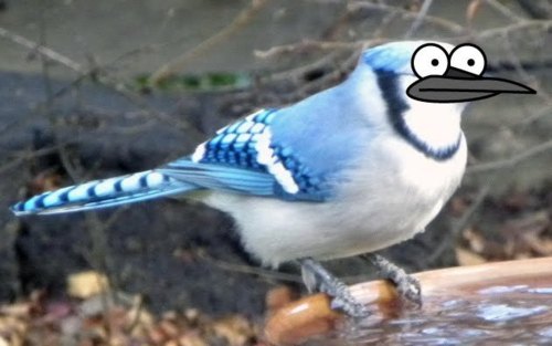 Mordecai | Dumbencyclopedia Wiki | Fandom