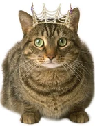 Tabby-cat-frontal.jpg (23 KB)