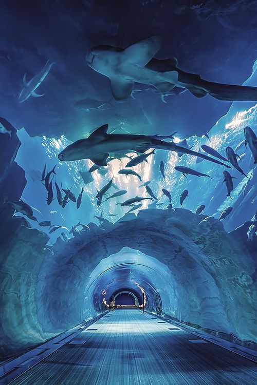 Aquarium, Glow in the dark Shark