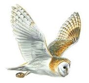 Barn Owl Sometimes slow, sometimes fast; will go long distances. If this owl is sent, the message should arrive within a day.