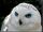 Snowy-owl.jpg