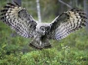 Great Grey Owl