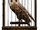 MM Tawny Owl.png