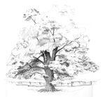 Oak sketch.jpg