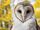 Barn owl.jpg