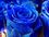 Blue Rose