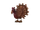 Turkey (Pet)