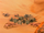 Smugglers desert camp 2000.png