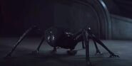 Human Spider