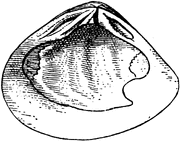 73808 mollusks lg.gif