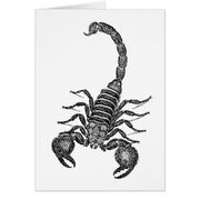 Vintage 1800s scorpion illustration scorpions-rb9f21a688ca14b4796d8c99e2b3e64e9 xvuai 8byvr 540