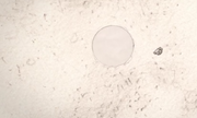 Screenshot 2019-03-10-02-51-58-1.png