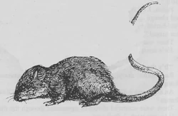 Kangaroo Mouse - Art by 