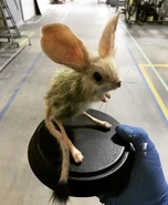 Behind the scenes: Mouse stuffy used for CGI lighting reference in outdoor filming (Dune, 2021)