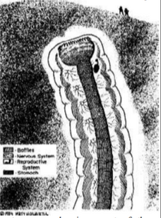 Adult worm - Illustration for the Dune Encyclopedia by Matt Howarth