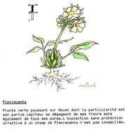 Pleniscenta-1