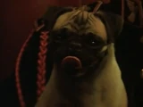Atreides Pug