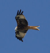 A Red Kite.