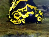 Poison Dart Frog (3.5e Monster)