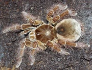 Theraphosa Blondi
