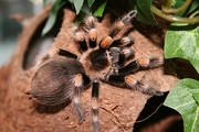 The entry tests of Arachne often include live spiders.