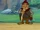 Hector the Halfling